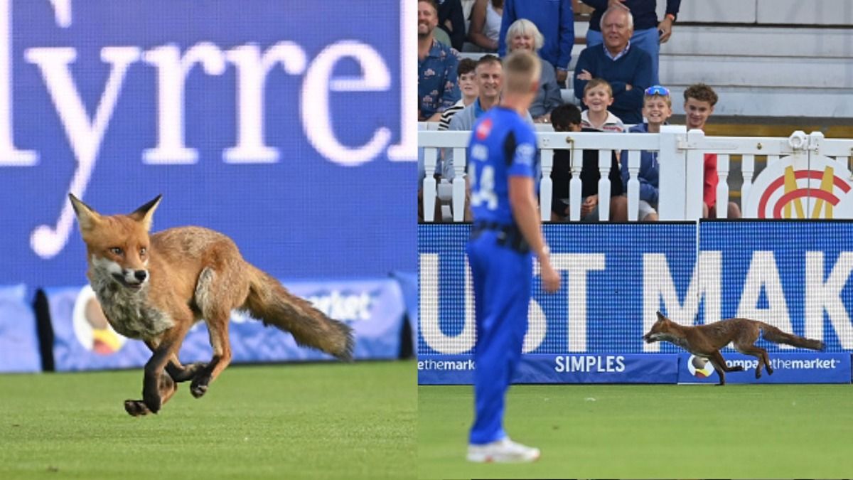 लोमड़ी ने लगाये लॉर्ड्स मैदान के चक्कर, Live मैच के बीच आने से मची सनसनी, क्रिकेट के मैदान में पहली बार दिखा ऐसा नजारा, VIDEO वायरल लोमड़ी ने लगाये लॉर्ड्स मैदान के चक्कर, Live मैच के बीच आने से मची सनसनी, क्रिकेट के मैदान में पहली बार दिखा ऐसा नजारा, VIDEO वायरल