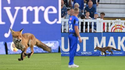 लोमड़ी ने लगाये लॉर्ड्स मैदान के चक्कर, Live मैच के बीच आने से मची सनसनी, क्रिकेट के मैदान में पहली बार दिखा ऐसा नजारा, VIDEO वायरल Fox Stops Play