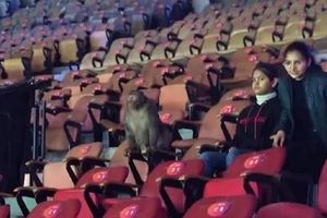 India Open badminton में फिर बवाल, कबूतरों की गंदगी के बाद अब टूर्नामेंट के बीच घुसा बंदर, आयोजकों के हाथ-पैर फूले SportsTak Hindi