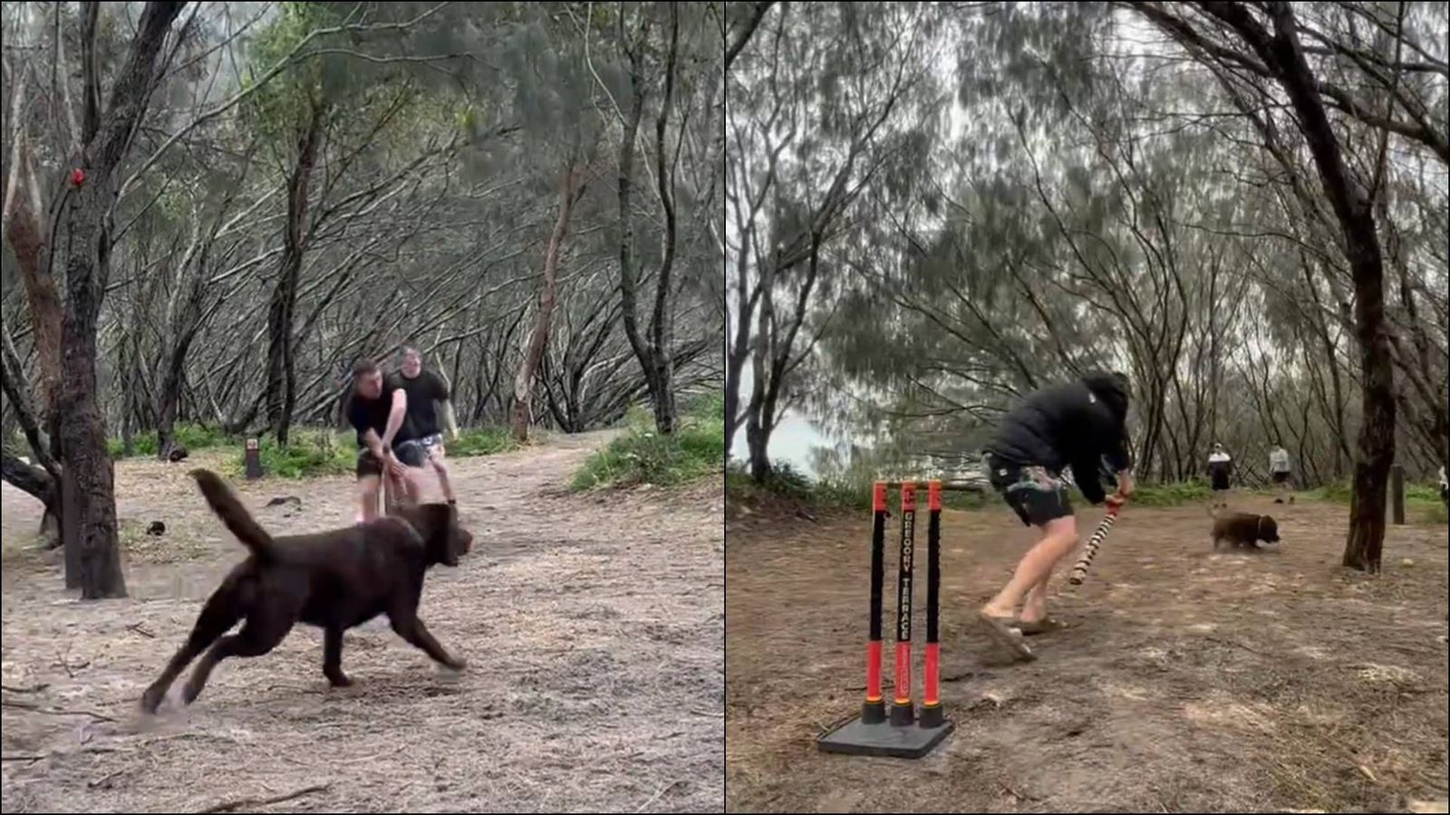 Watch: Marnus Labuschagne hits 'hard fought 50' with pet dog as fielder in 'campsite cricket' Watch: Marnus Labuschagne hits 'hard fought 50' with pet dog as fielder in 'campsite cricket'