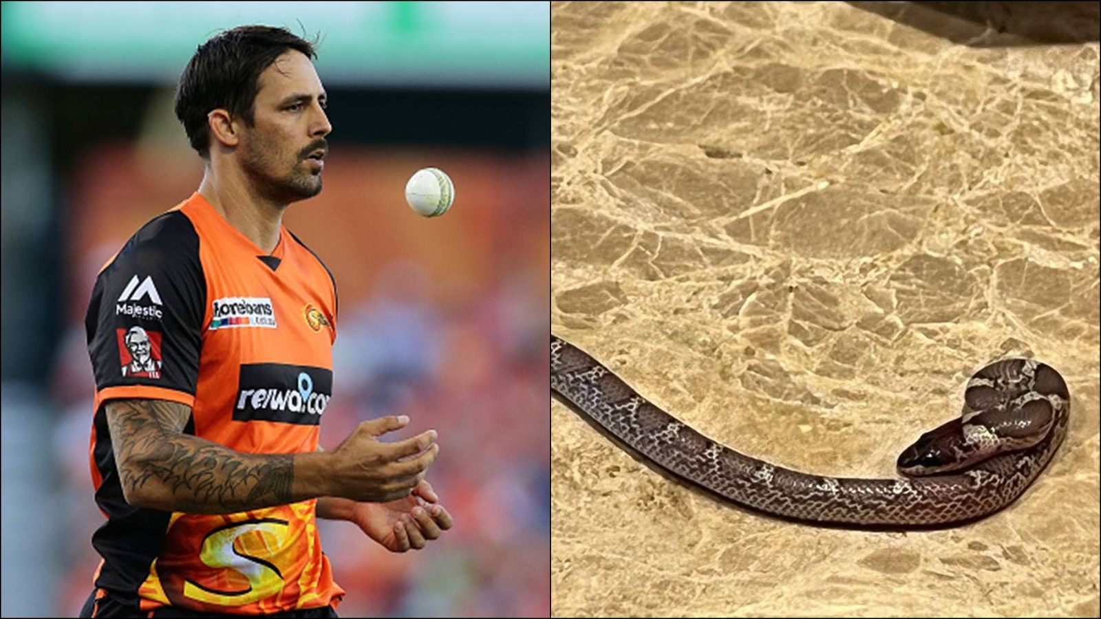 Mitchell Johnson encounters snake behind his hotel room in Lucknow during Legends League Cricket 2022 Mitchell Johnson encounters snake behind his hotel room in Lucknow during Legends League Cricket 2022