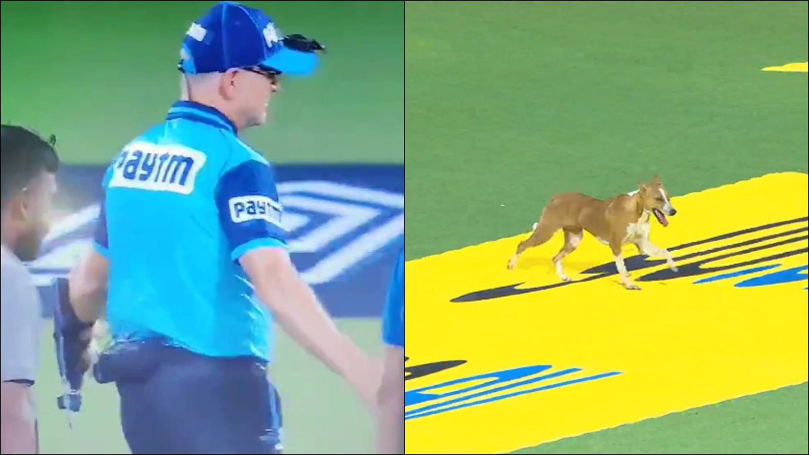 Watch: Dog delays start of CSK vs LSG clash for several minutes, even umpire gets involved Watch: Dog delays start of CSK vs LSG clash for several minutes, even umpire gets involved