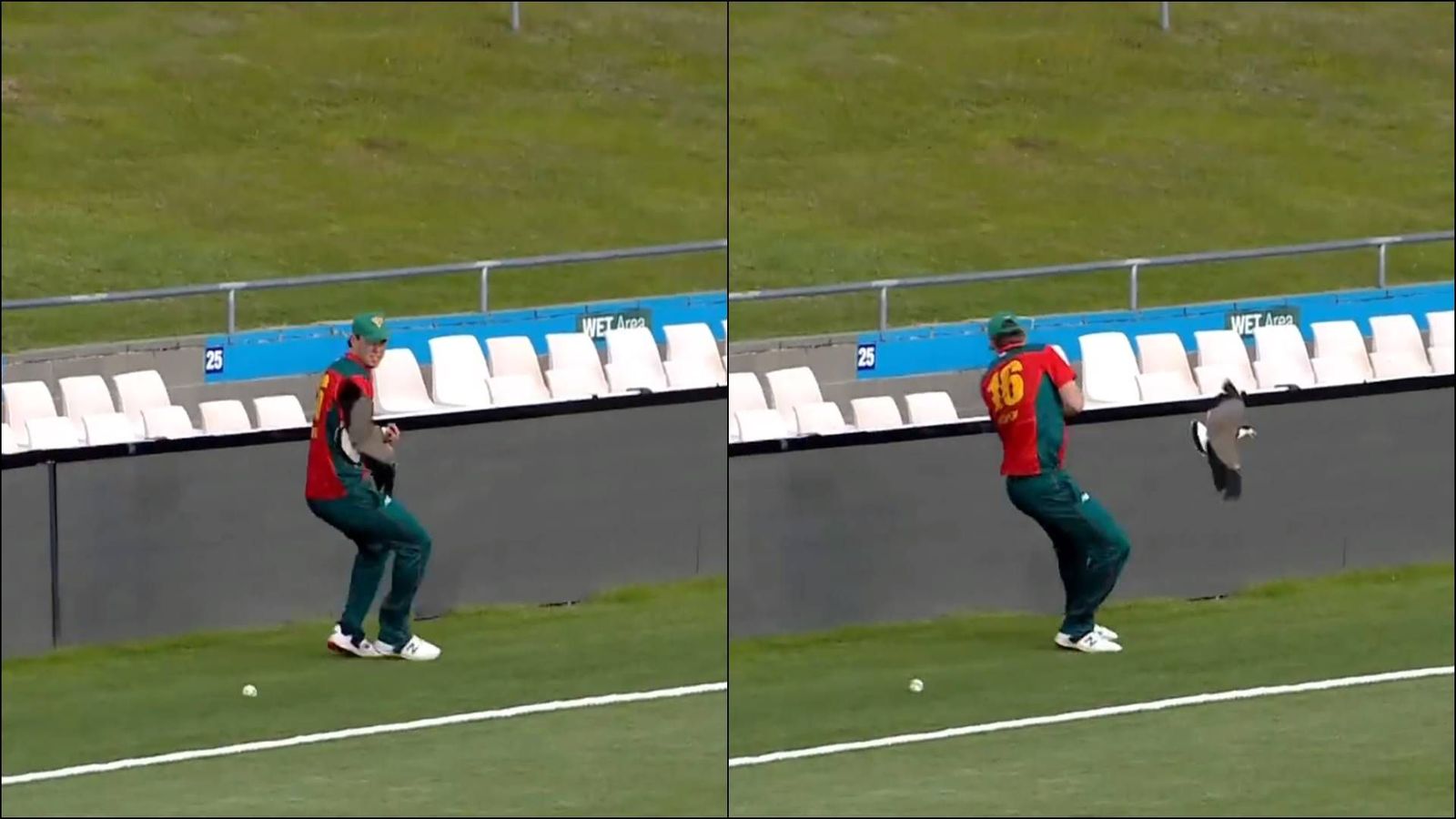 Bird attacks fielder on boundary in Australia after batter's shot forces him to move, bizarre video goes viral Tasmania fielder Mitchell Owen tries to evade bird attack while fielding on the boundary (Screengrab: cricket.com.au)