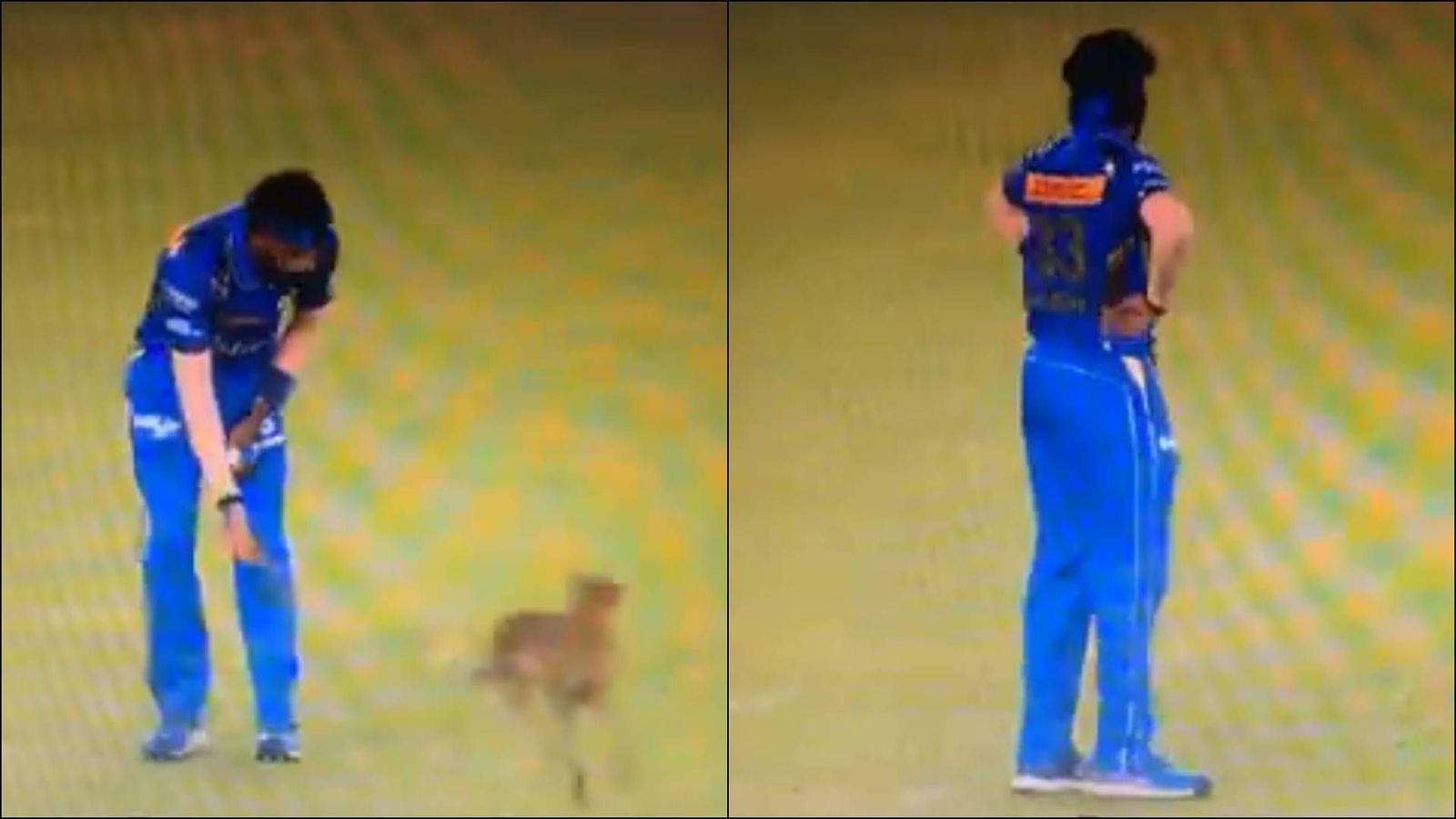 Watch: Ahmedabad dog interrupts Mumbai Indians captain Hardik Pandya's over, halts GT vs MI clash as crowd cheers Hardik Pandya tries to interact with a dog at Narendra Modi stadium (Screegrab: X)