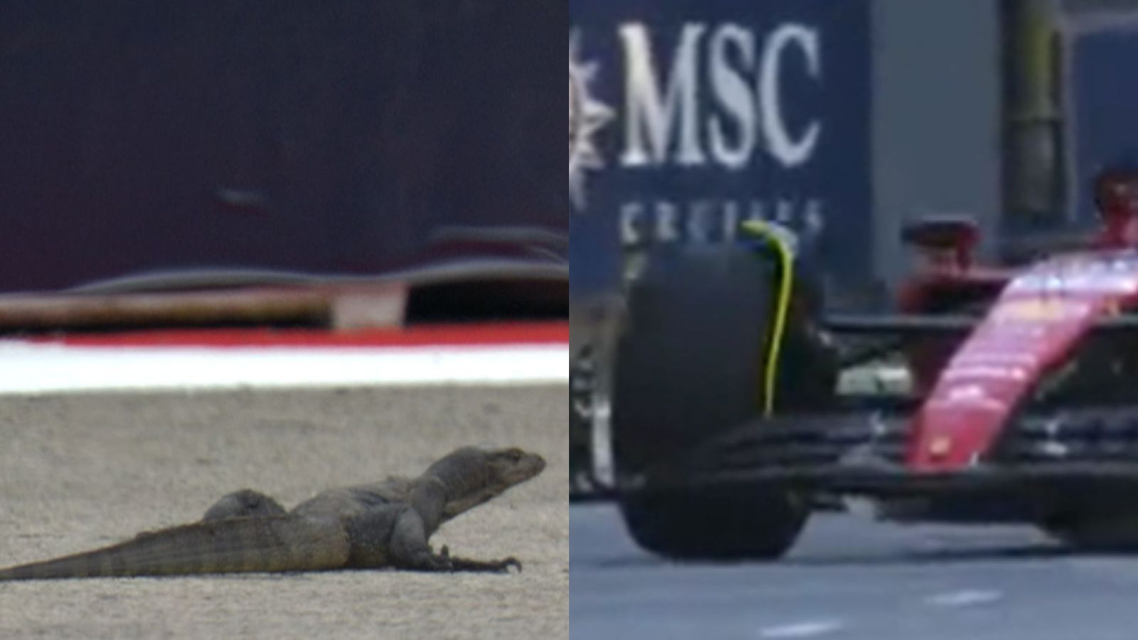 'Looks like Dragon' F1 practice in Singapore halted after a large reptile invades track, session gets red-flagged Singapore Grand Prix in the frame
