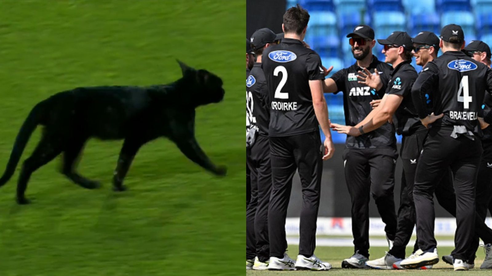 'Joining the Blackcaps is the black cat': Bizzare scenes in Karachi, uninvited guest halts play in ODI tri-series final between Pakistan and New Zealand, Watch VIRAL video 'Joining the Blackcaps is the black cat': Bizzare scenes in Karachi, uninvited guest halts play in ODI tri-series final between Pakistan and New Zealand, Watch VIRAL video