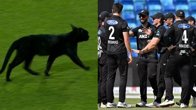 'Joining the Blackcaps is the black cat': Bizzare scenes in Karachi, uninvited guest halts play in ODI tri-series final between Pakistan and New Zealand, Watch VIRAL video New Zealand squad and a black cat in frame