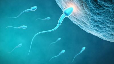 U.S. Set to Host Groundbreaking World's First Sperm Race Event This Week Sperm race to be held