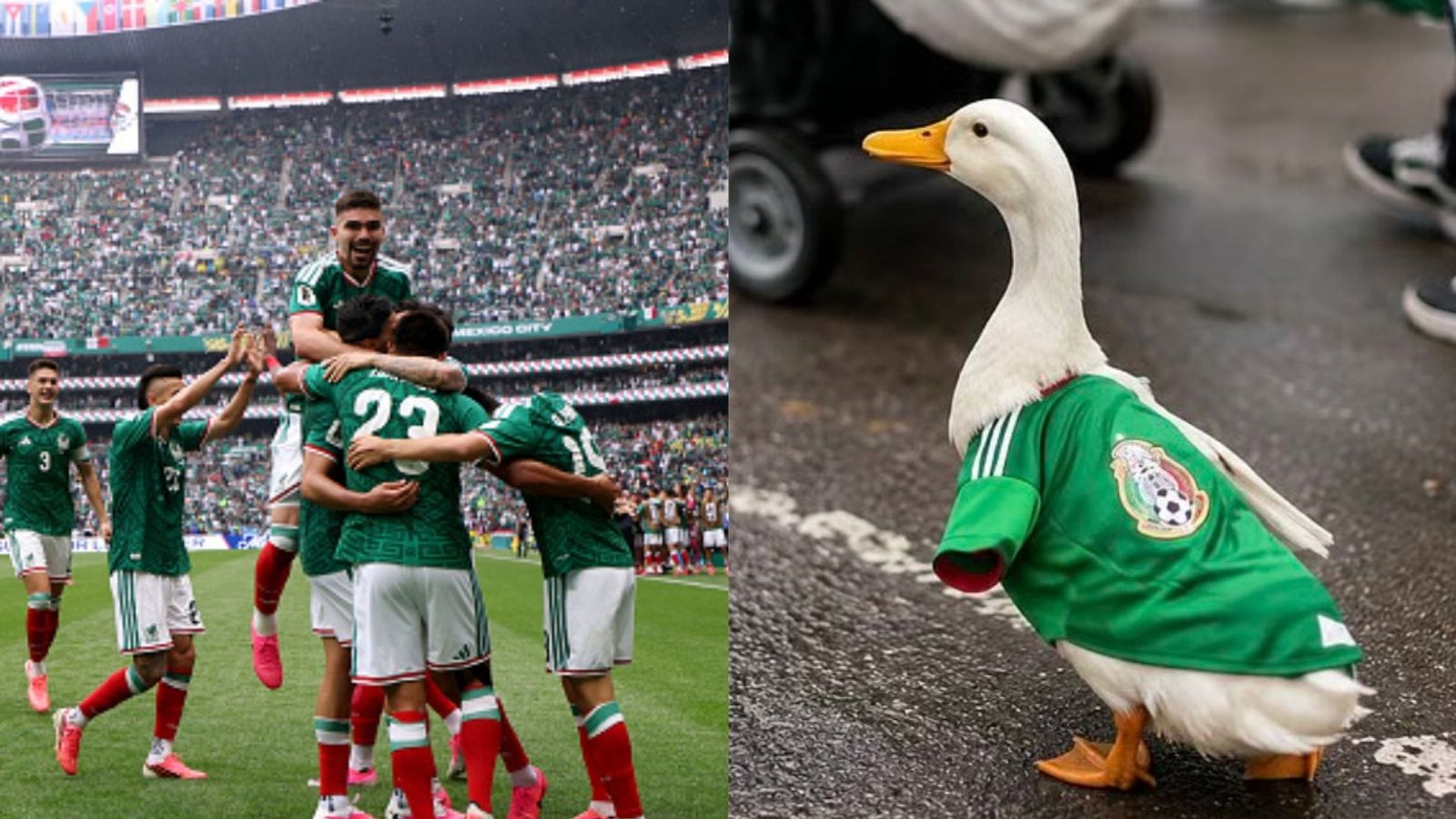 All about viral "World Cup Duck” in Mexico jersey who has become internet favorite Mexico team and World Cup viral duck in the frame (Images via Getty and socila media)