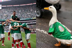All about viral "World Cup Duck” in Mexico jersey who has become internet favorite SportsTak