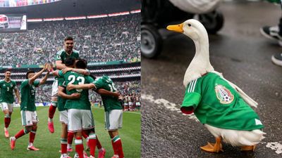 All about viral "World Cup Duck” in Mexico jersey who has become internet favorite All about viral "World Cup Duck” in Mexico jersey who has become internet favorite