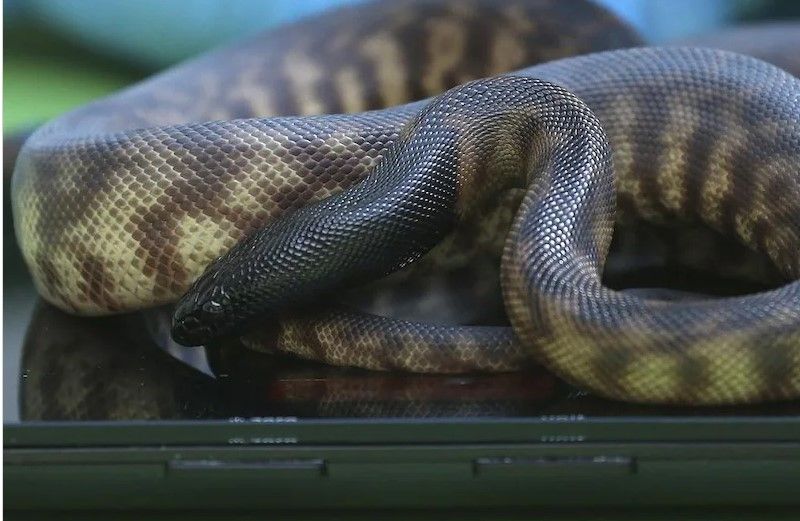 महिला को जिंदा निगल गया 22 फुट का ये अजगर, पेट चीरकर महिला को ऐसे निकाला