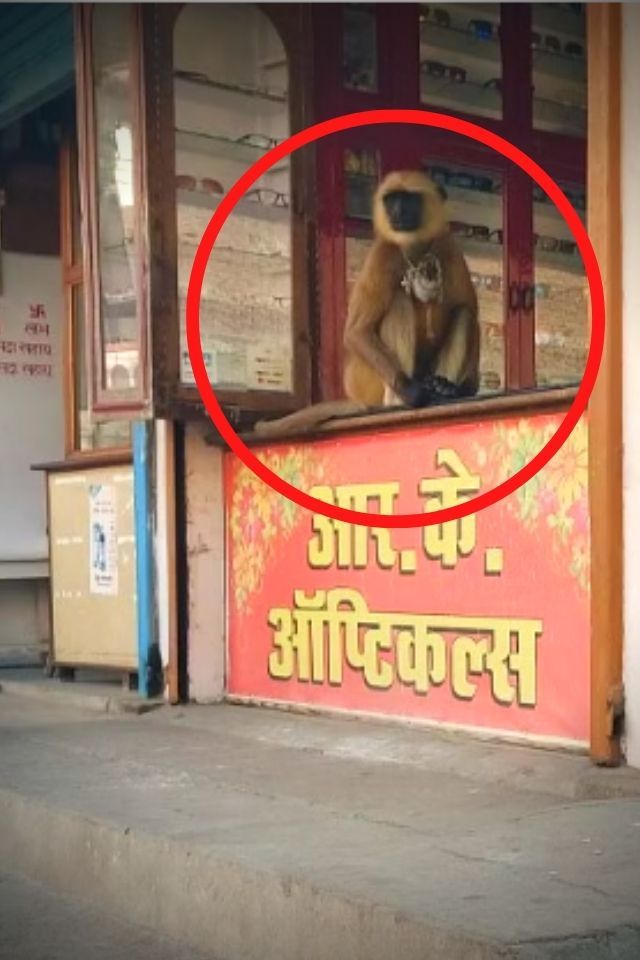 बंदर का दुकान पर कब्जा, लोग चढ़ाने लगे रुपए-पैसे, वजह हैरान करने वाली