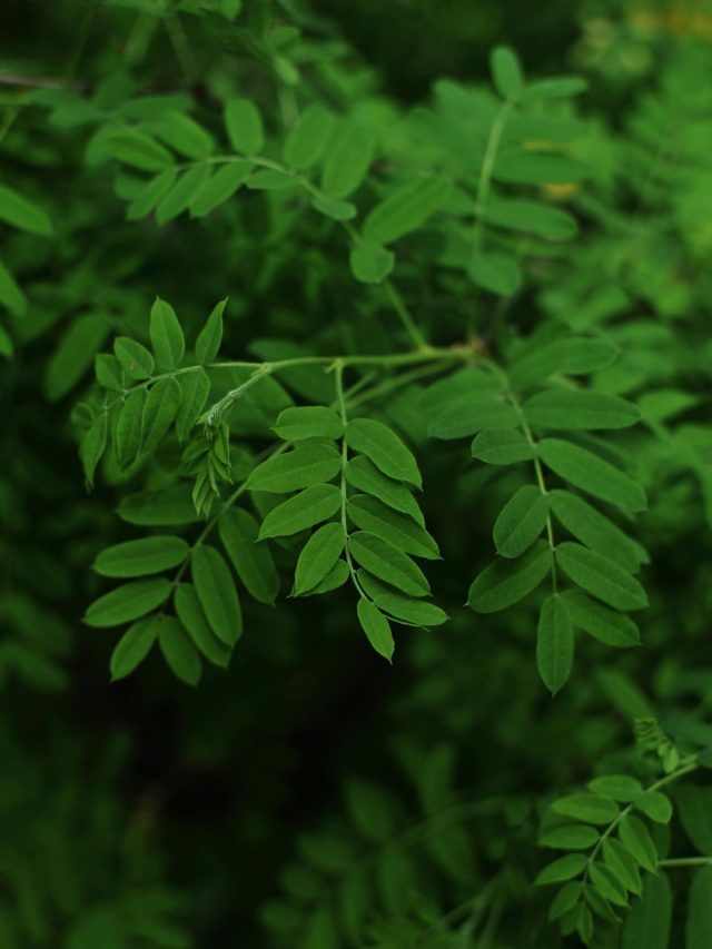 Moringa पाउडर के फायदे जानते हैं