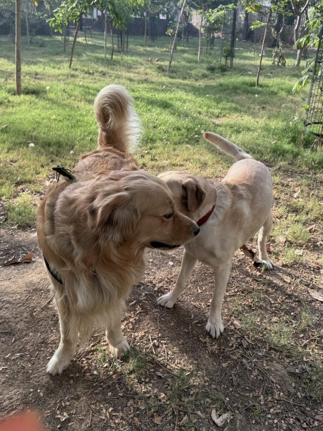 इंडिया के पेट केयर मार्केट का लेखा-जोखा