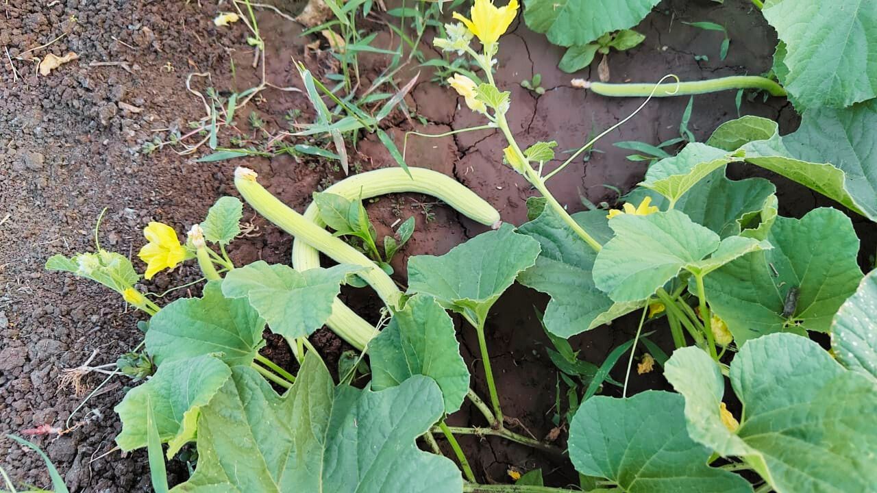 Farmers rich from cultivation cucumber in MP sold more than Rs 1.5 crore