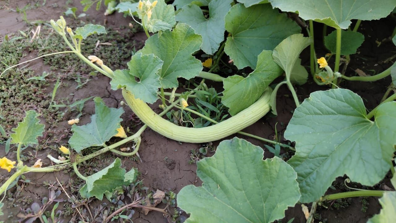 In the scorching sun and scorching heat, one thing that is seen most on the streets is the cucumber carts. If you eat a cucumber in summer, you will get relief guaranteed.