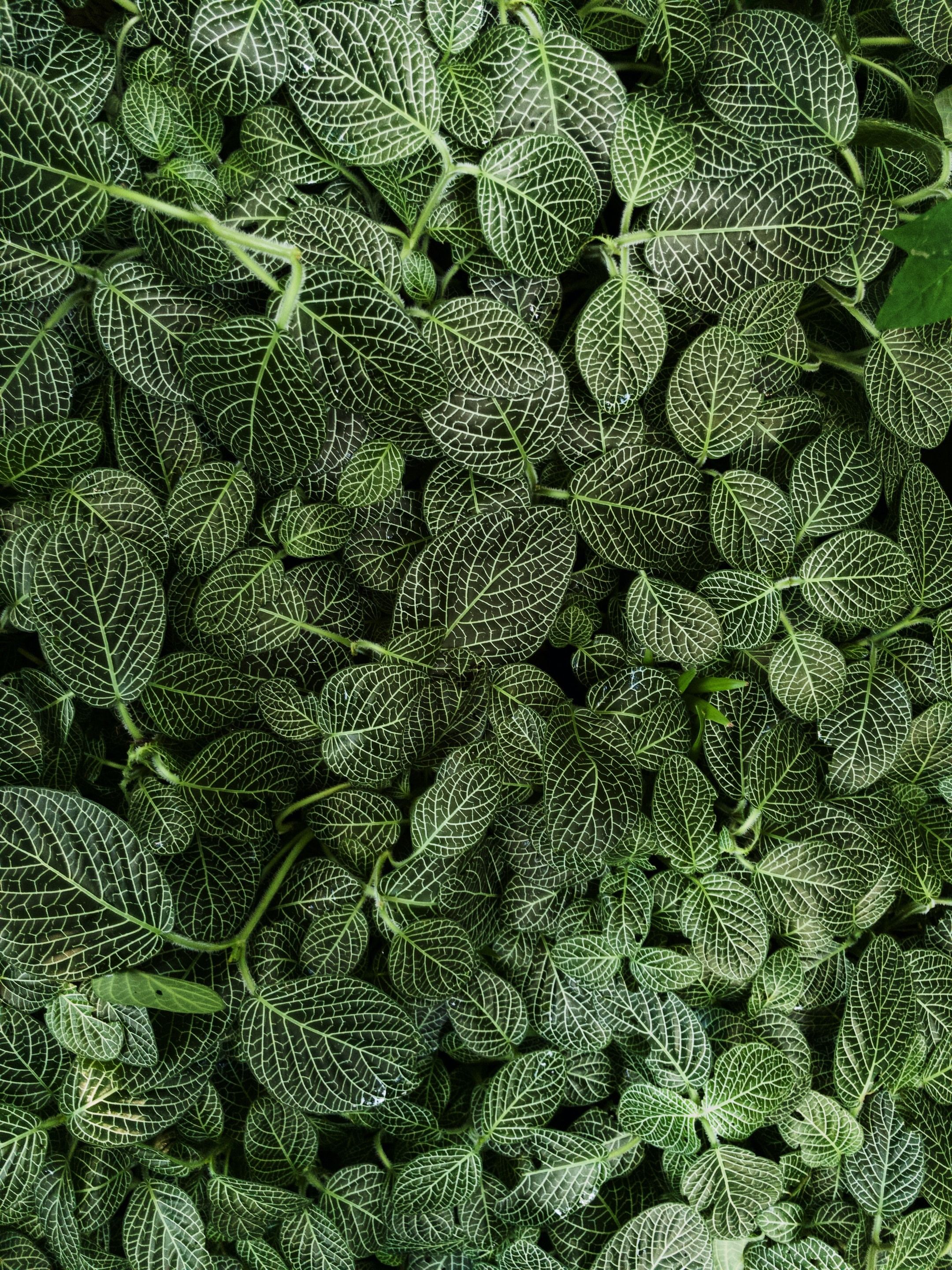 POISON GARDEN, এখানে পা রাখলেই মৃত্যু