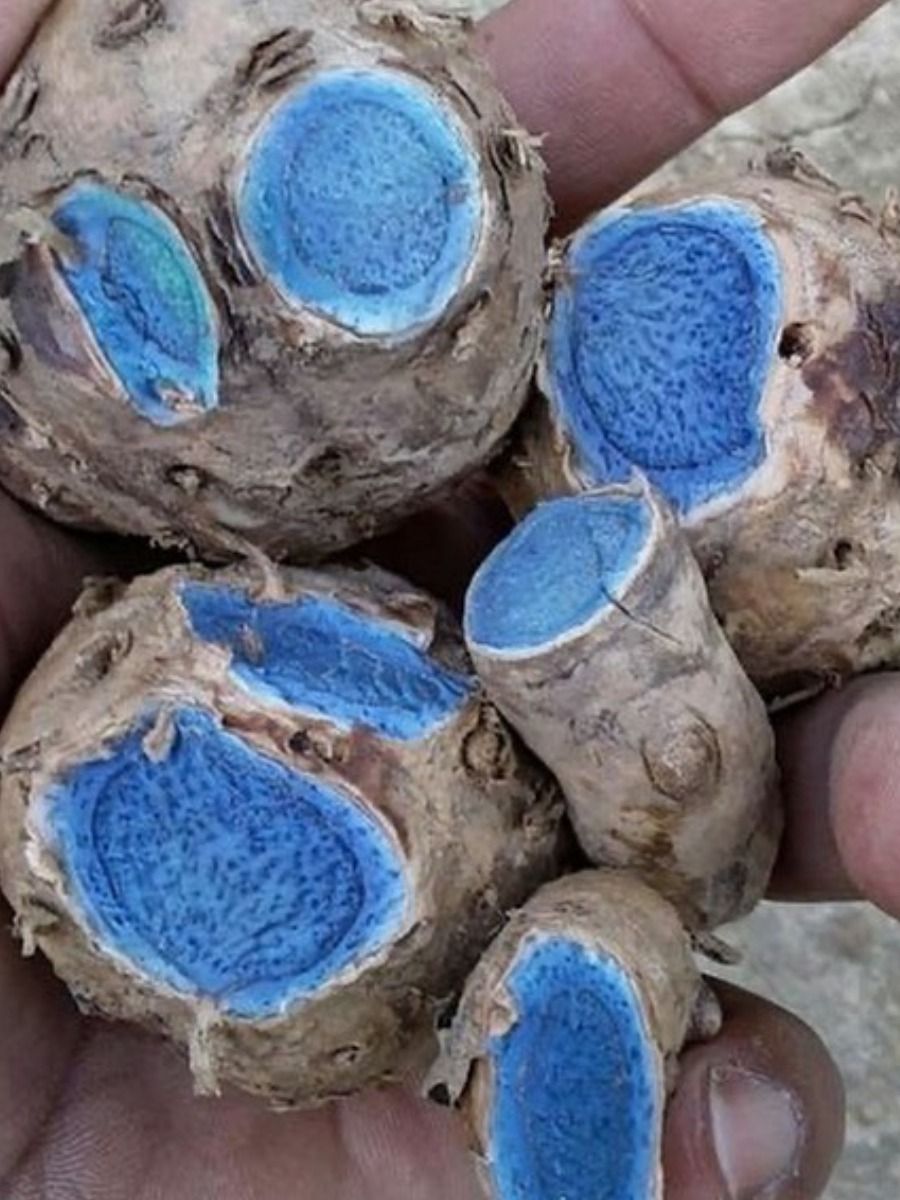কালো হলুদের অবাক করা উপকারিতা!