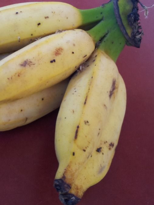 জোড়া কলা খেলে হয় যমজ সন্তান! সত্যিটা কী?
