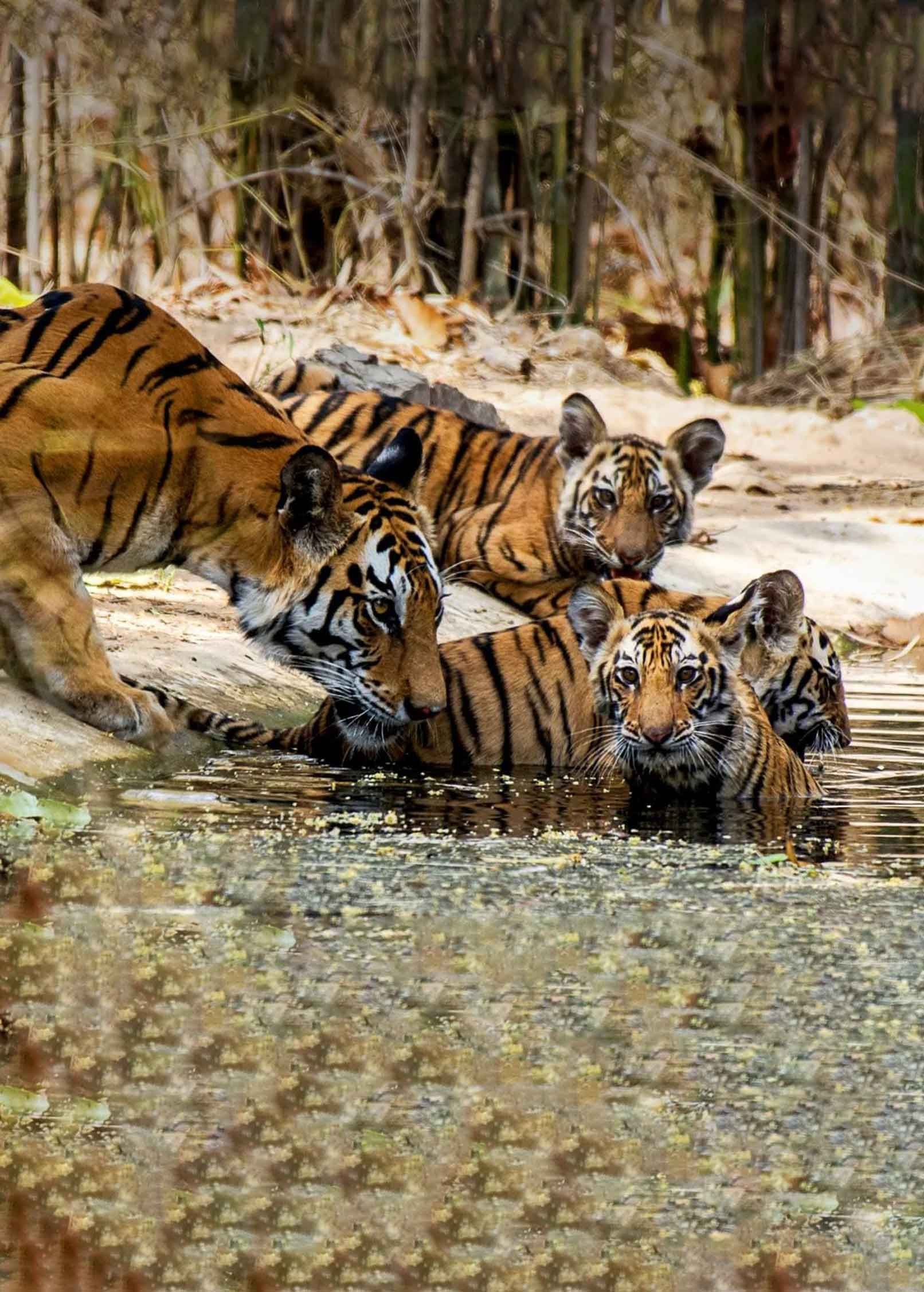 Wildlife Resort 