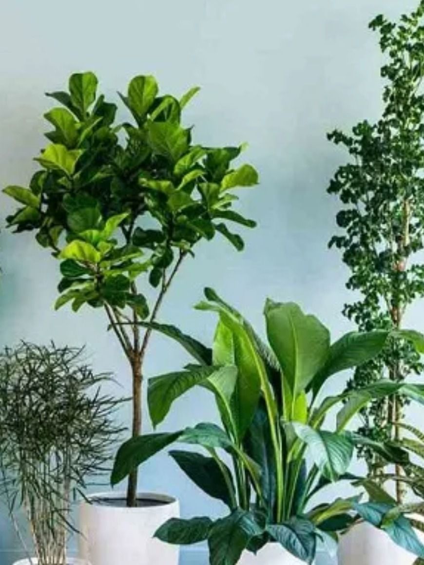 ভুল করেও বাড়িতে লাগাবেন না এই ৬ গাছ
