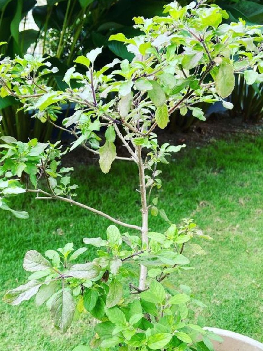 ভুলেও রাখবেন না এই তুলসী, বাড়বে অশান্তি