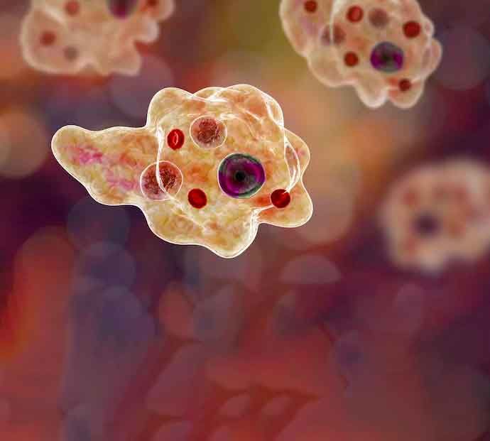 south korea brain eating amoeba