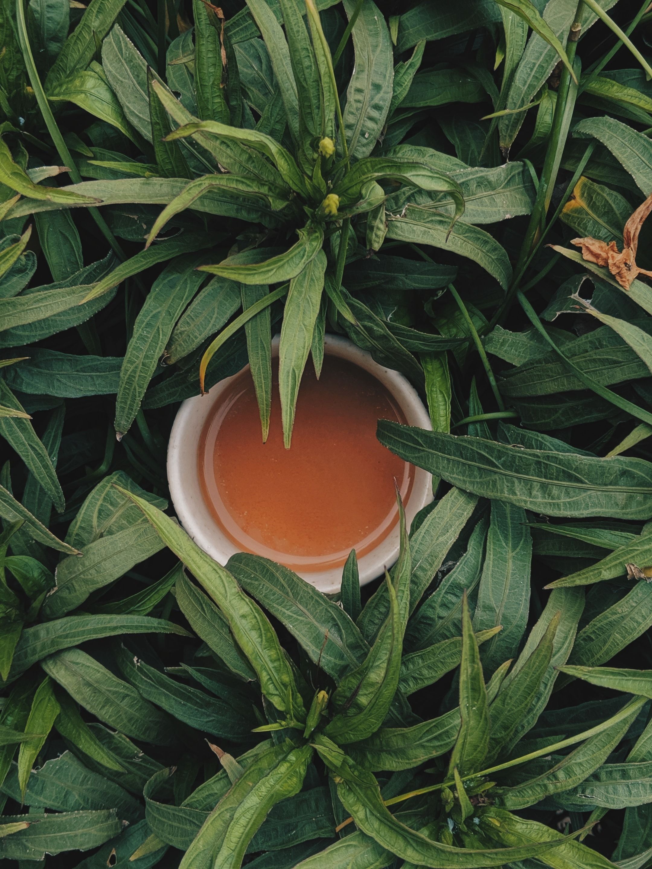 প্রতিরোধ ক্ষমতা কীভাবে বাড়ায় লেমনগ্রাস চা