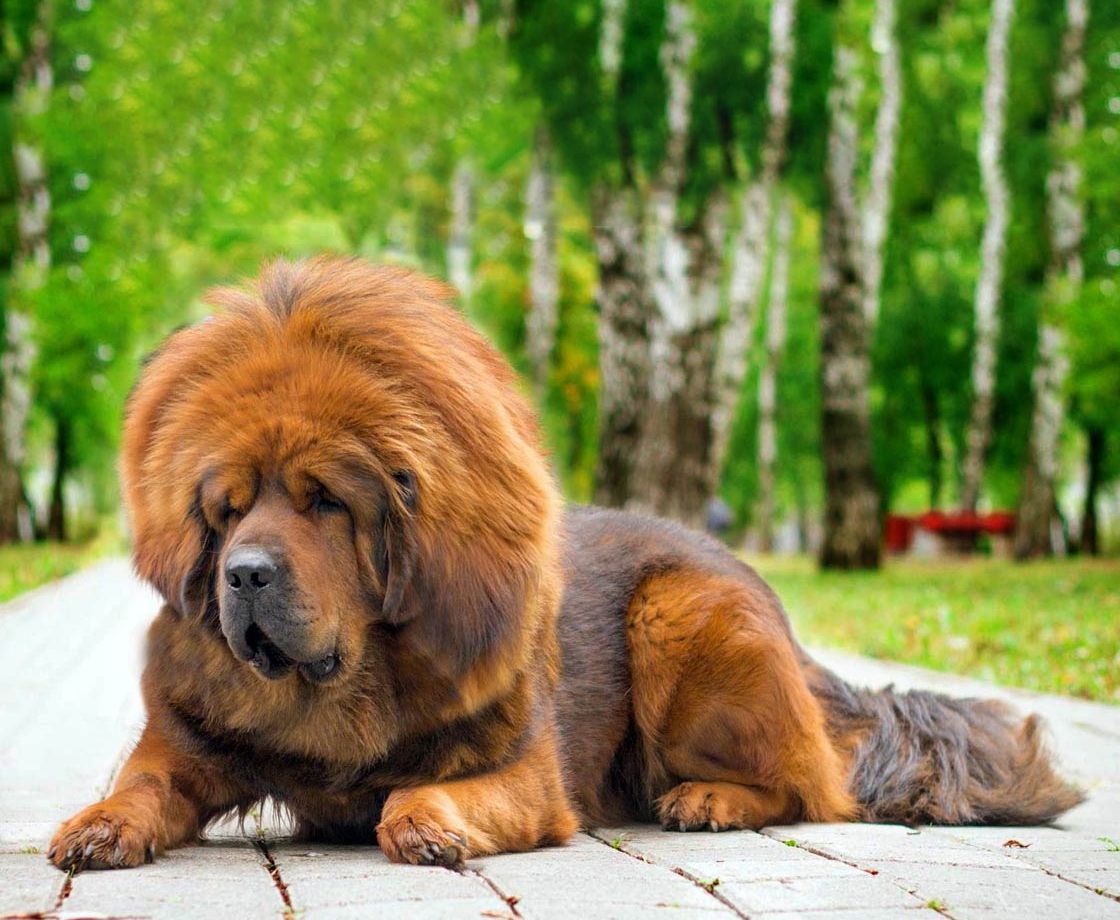 Hot expensive mastiff Free Shipping