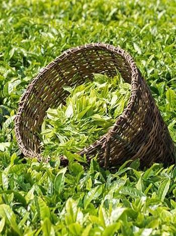 चाय में भारत ने तोड़ दिए सारे रिकॉर्ड! - India broke all records in tea