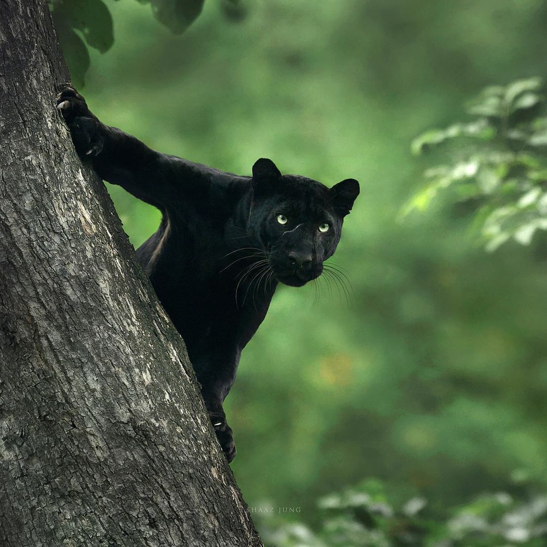 kabini