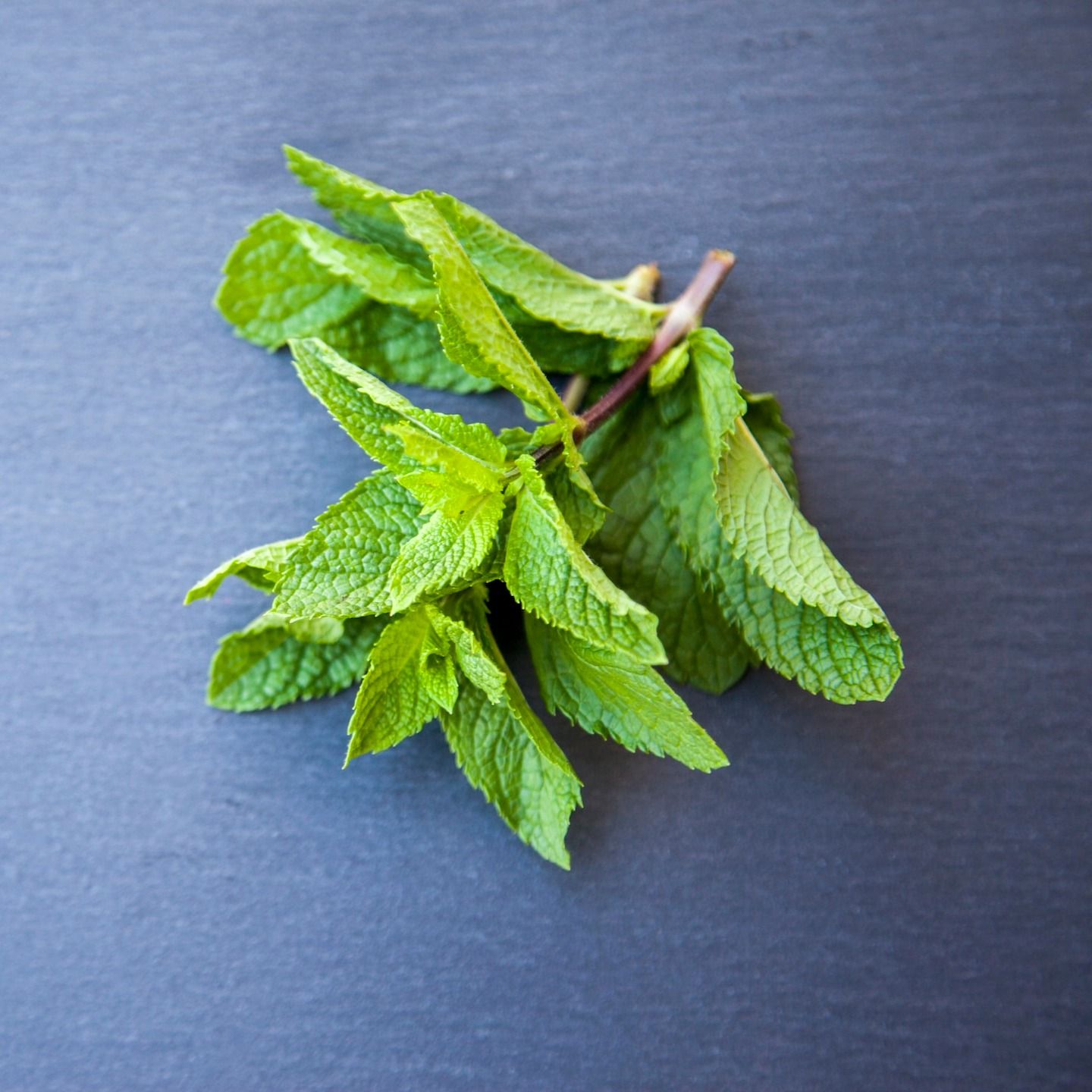 Mint Leaves benefit uric acid kidney disease pudina soc