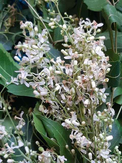গ্যাস-অ্যাসিডের নিশ্চিত নিরাময় নিম ফুল