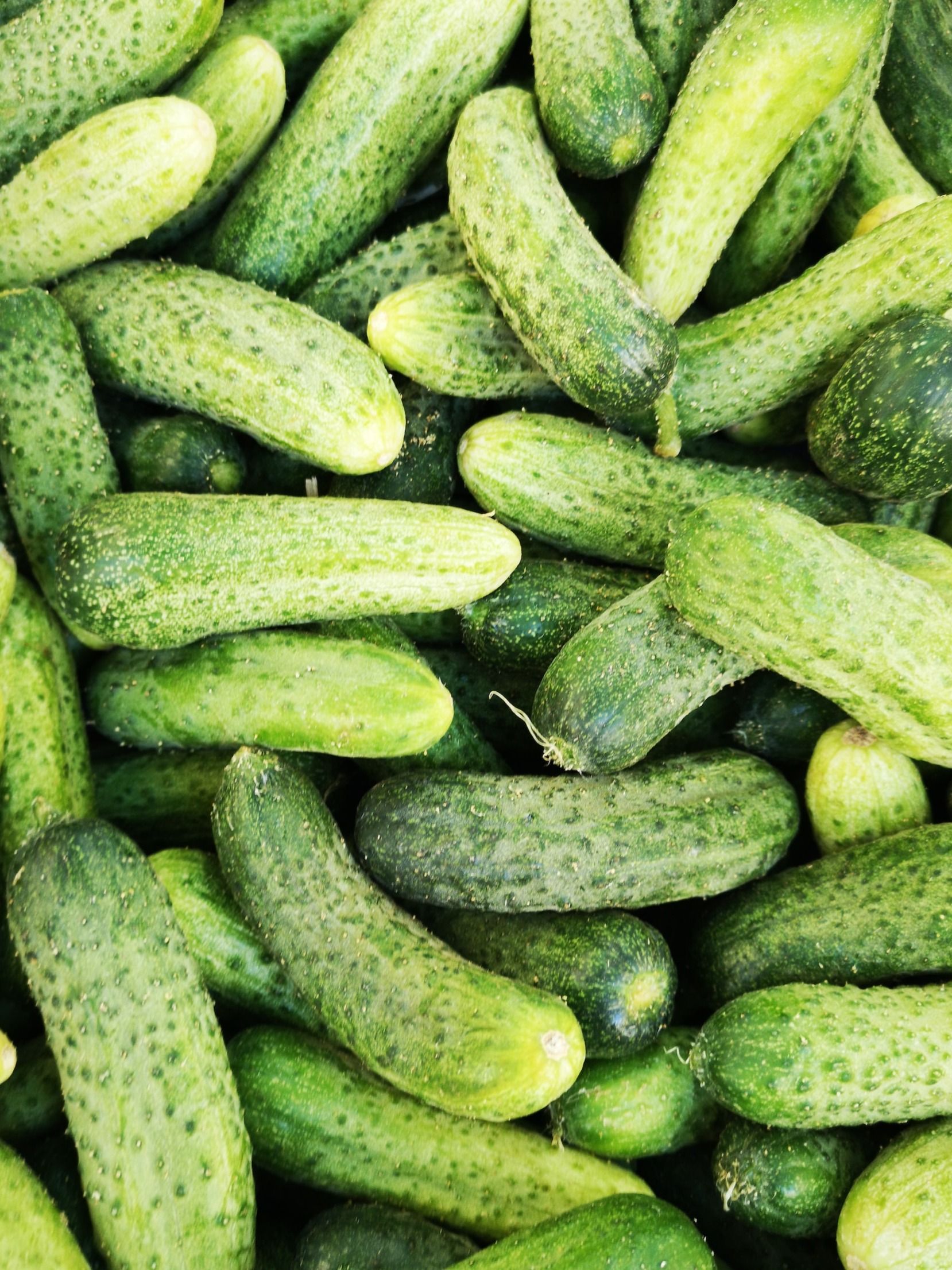 গরমে এভাবে শসা খেলে ওজন কমবে