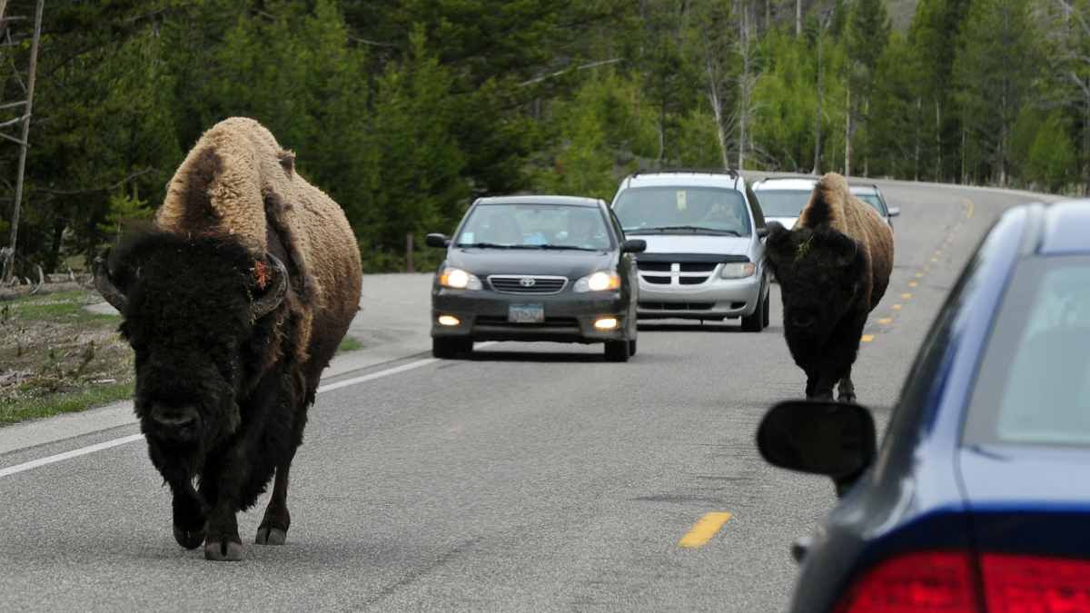 Yellowstone National Park, bison, Yellowstone bison, culling, virus, भैंस, बाइसन, येलोस्टोन नेश्नल पार्क 