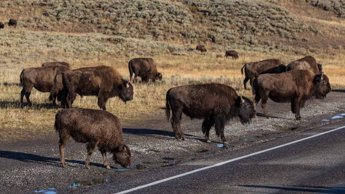 Yellowstone National Park, bison, Yellowstone bison, culling, virus, भैंस, बाइसन, येलोस्टोन नेश्नल पार्क 
