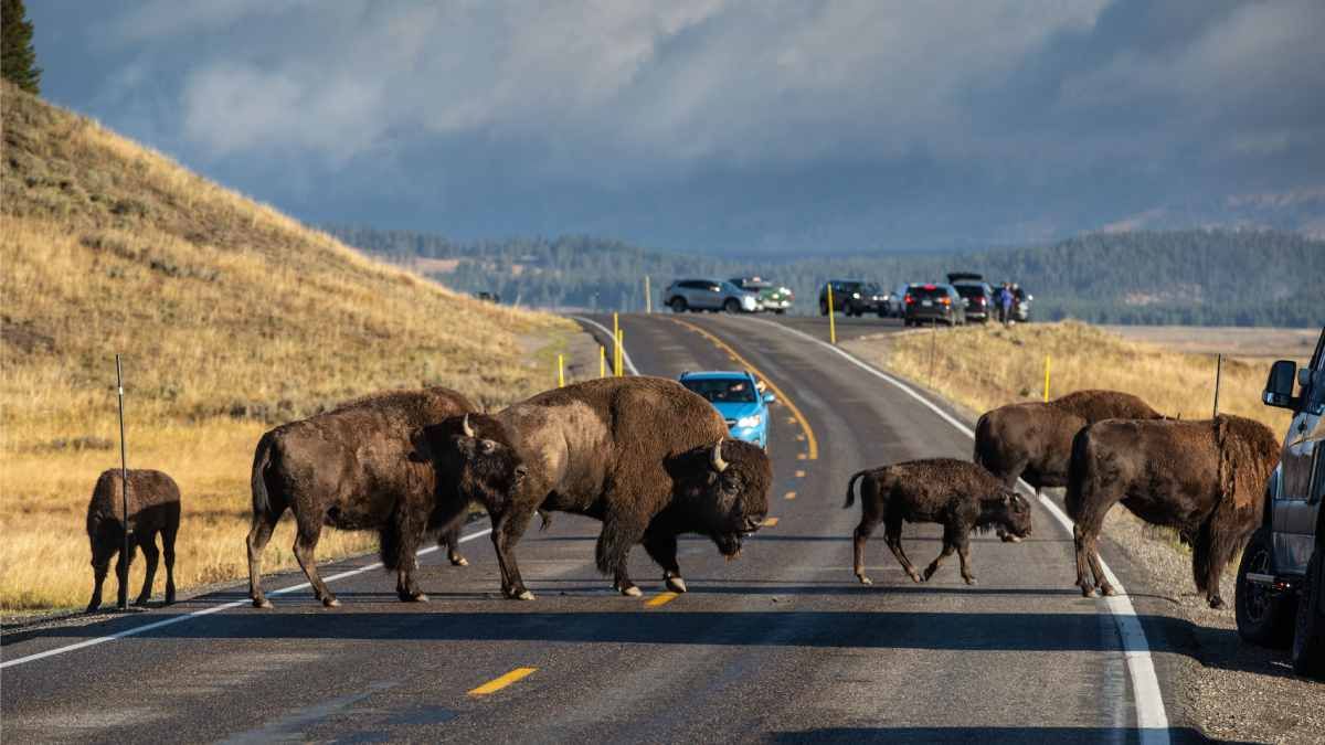 Yellowstone National Park, bison, Yellowstone bison, culling, virus, भैंस, बाइसन, येलोस्टोन नेश्नल पार्क 
