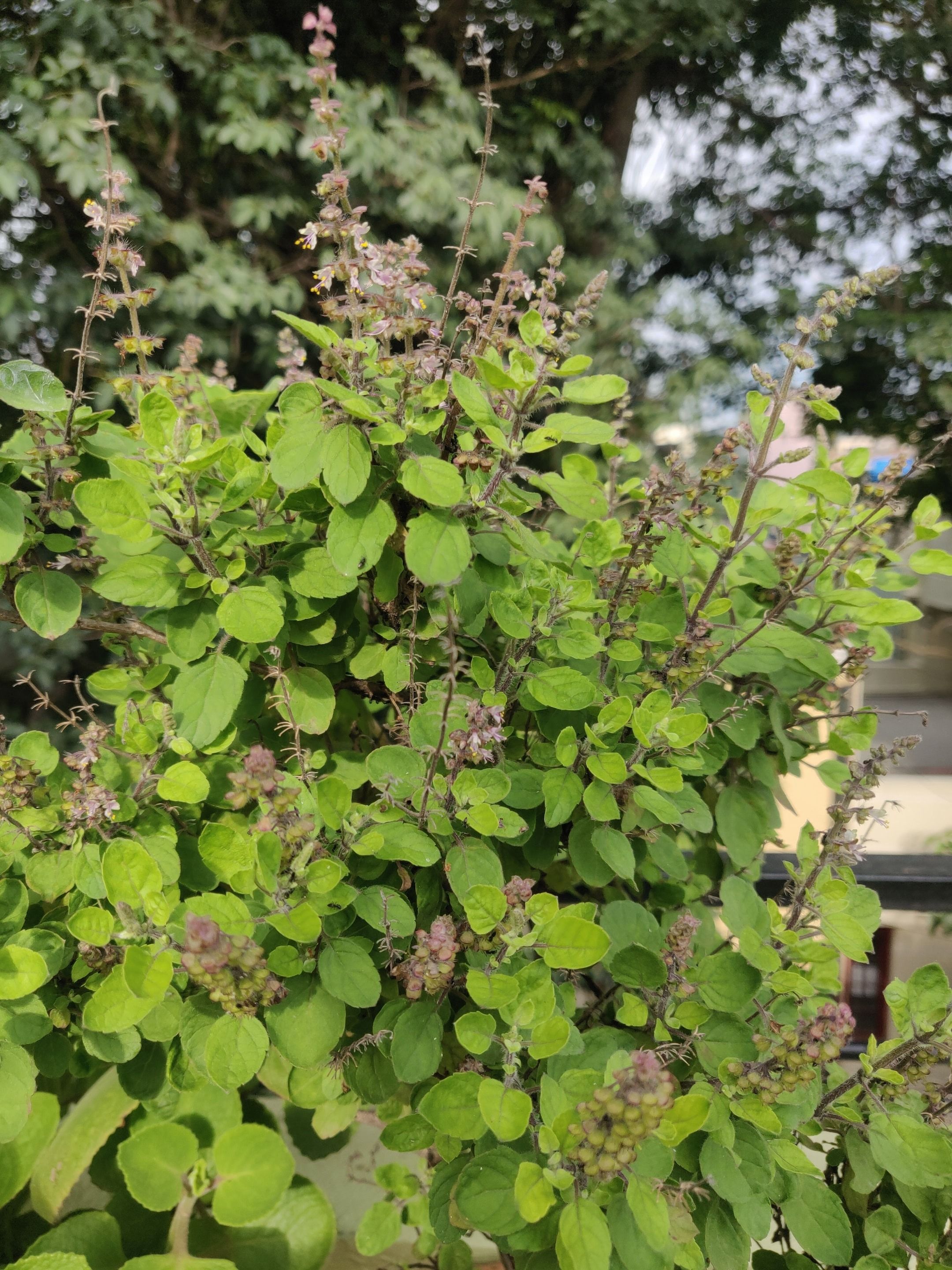 যে গাছগুলো তুলসীর কাছে রাখা উচিত নয় 