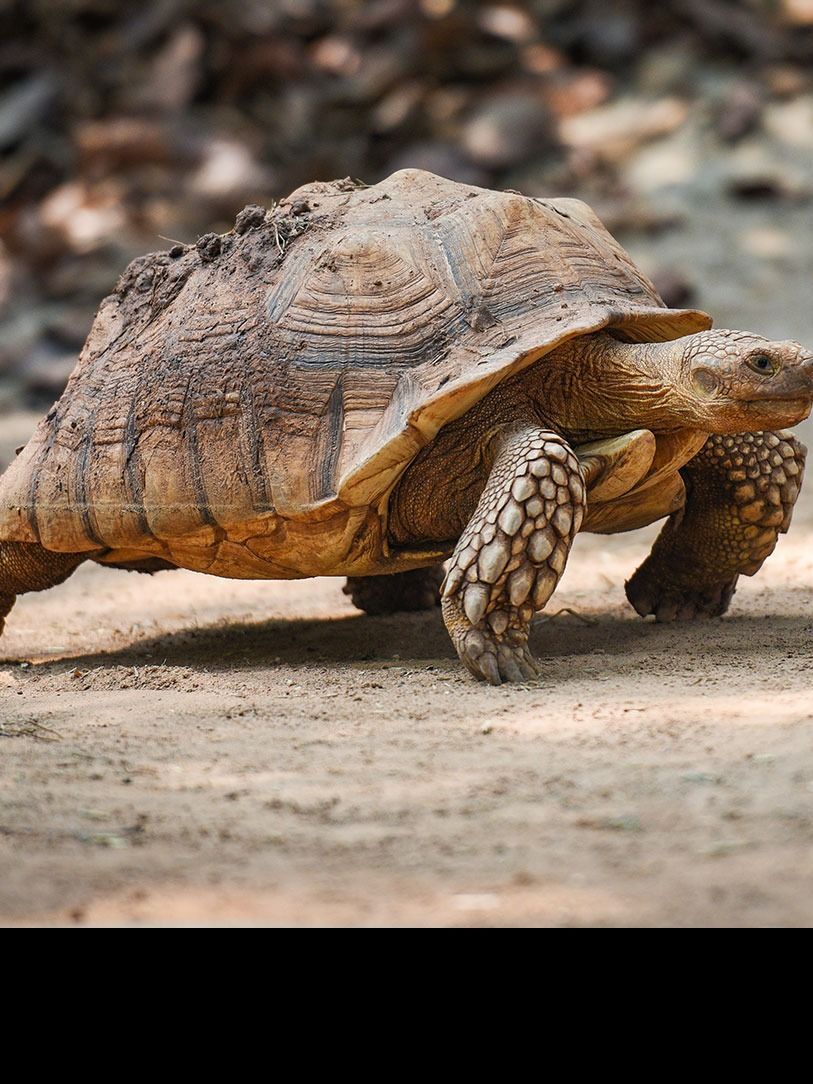 World Turtle Day 2023: Date, History; Some amazing facts about turtles