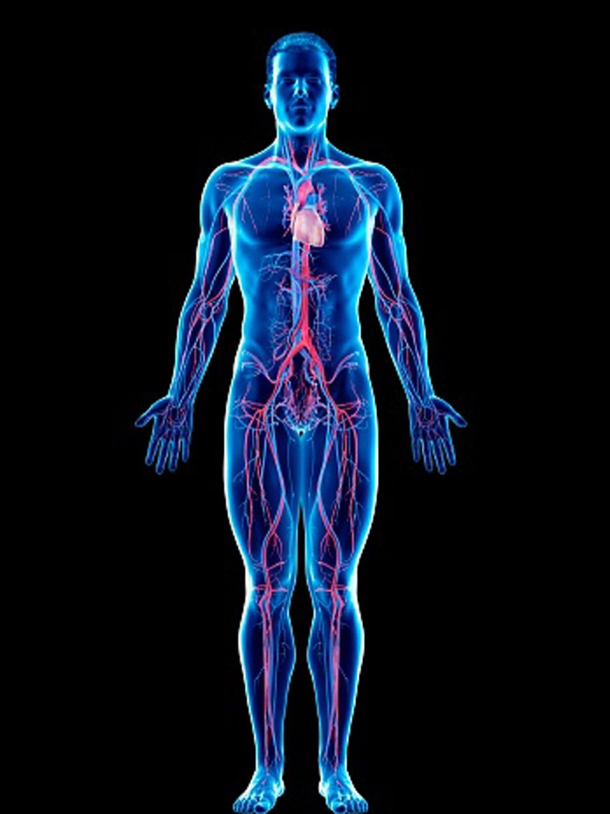 नस-नस में भर जाएगा खून और फौलादी बनेगा शरीर, बस खानी होंगी ये चीजें