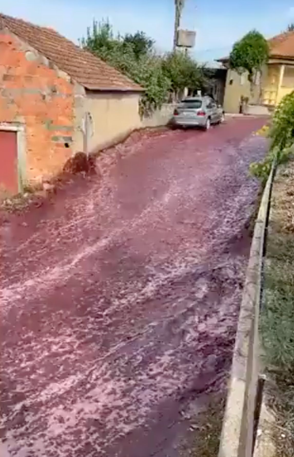 Wine Catastrophe in Levira, Portugal