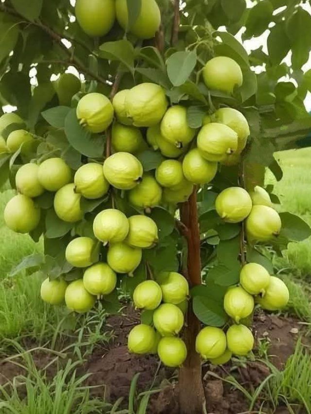 इस तरीके से उगाएंगे अमरूद तो आएंगे खूब सारे फल