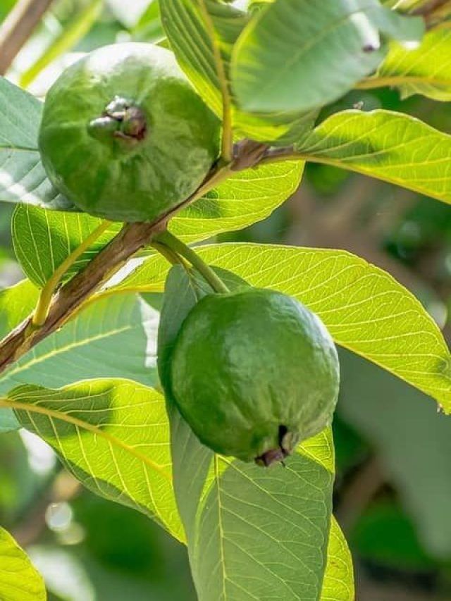 अमरूद के पत्ते खाने पर मिलते हैं ये 5 फायदे