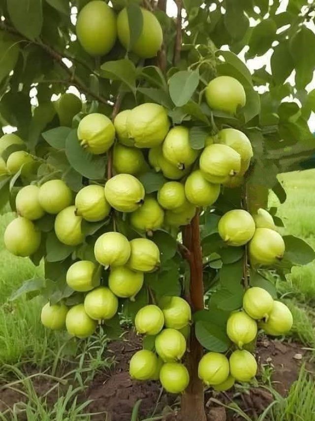 इन टिप्स की मदद से अमरूद के पेड़ में भर-भरकर आएंगे फल