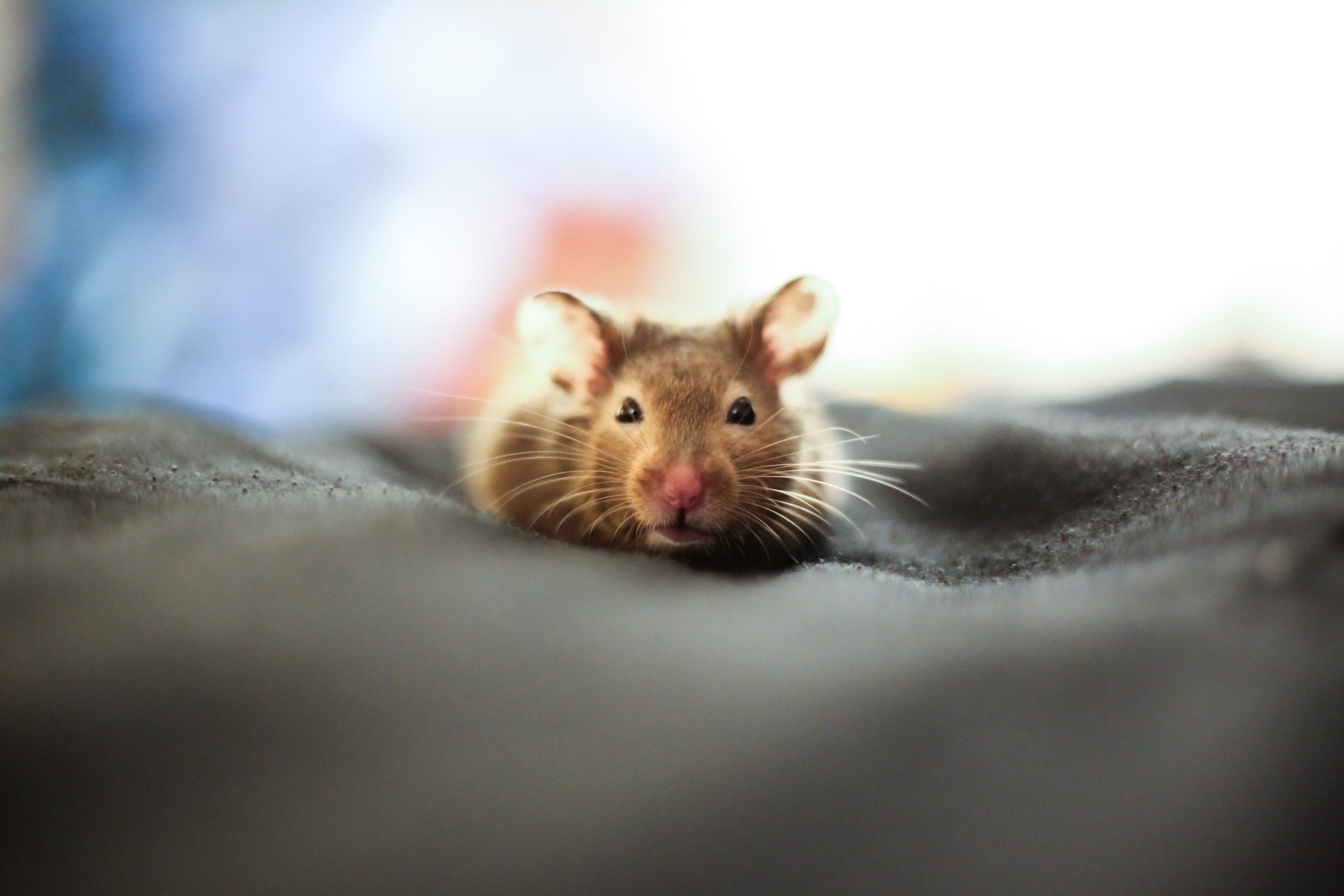 rats 10