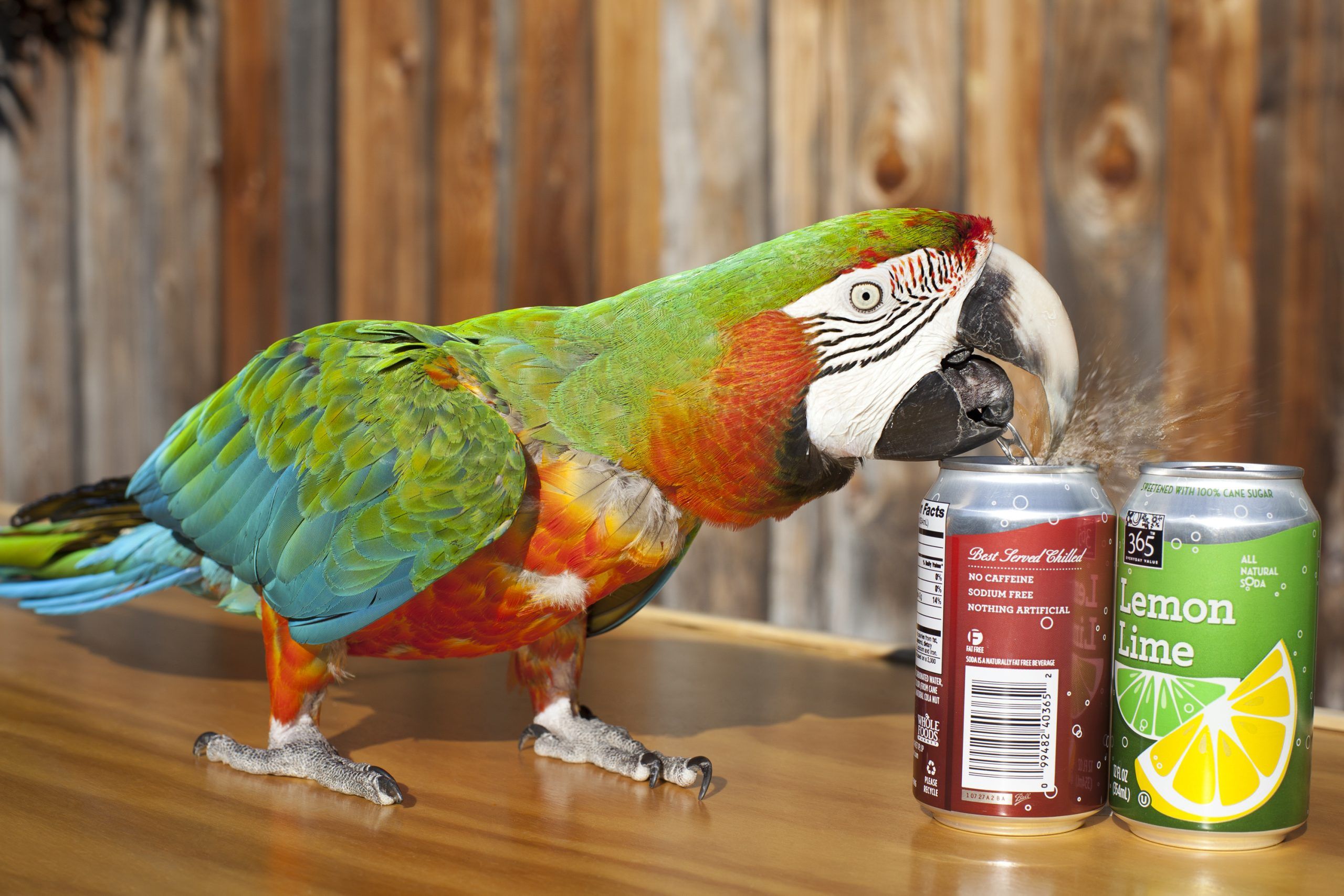 This parrot set the world record for opening the most number of cans in one minute in 2012