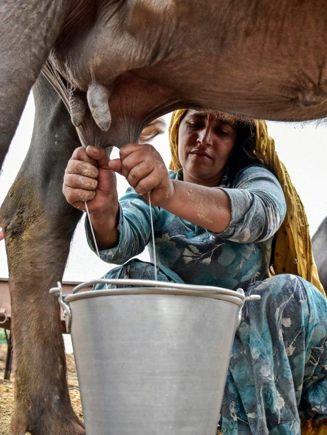 गाय का दूध पीला और भैंस का दूध सफेद क्यों होता है? ये है कारण