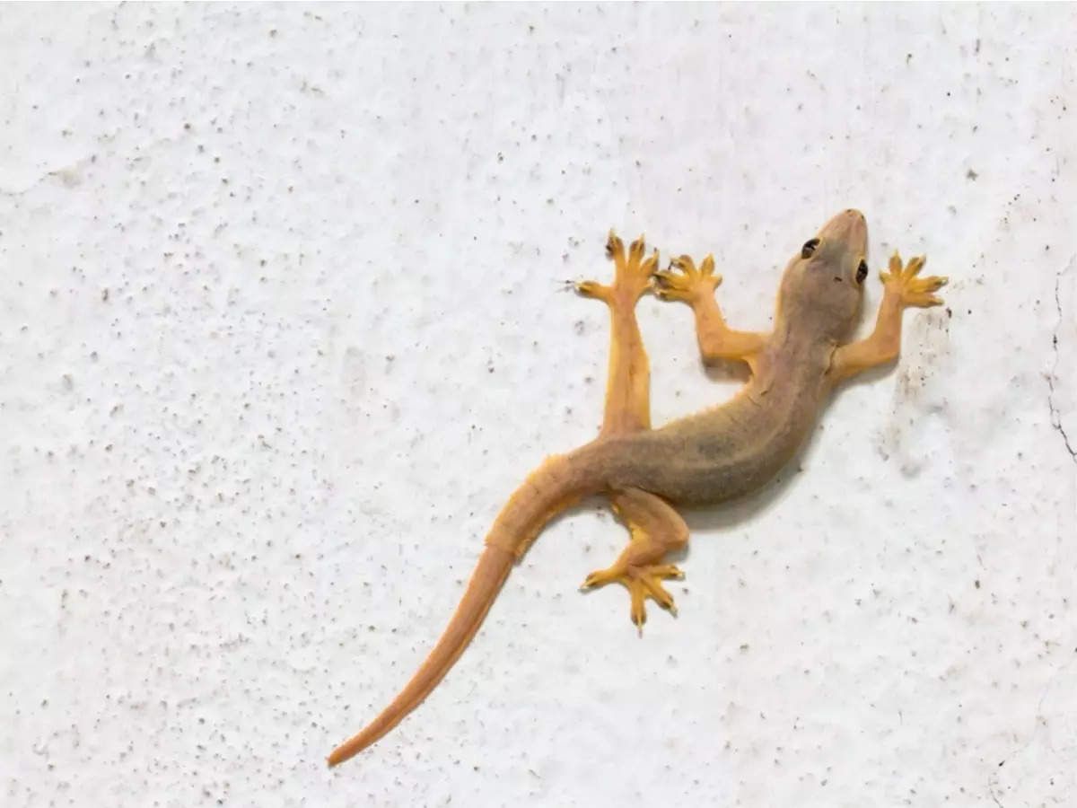 Ayolning orgazmini squirting Yalangoch xotinlar va qiz dostlarining shaxsiy fotosuratlari