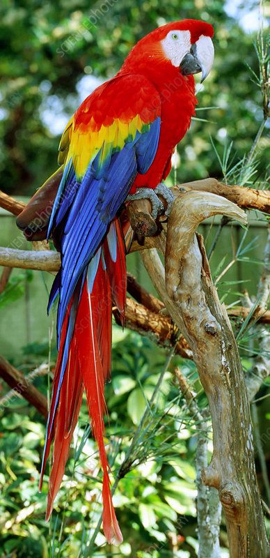 Macaw